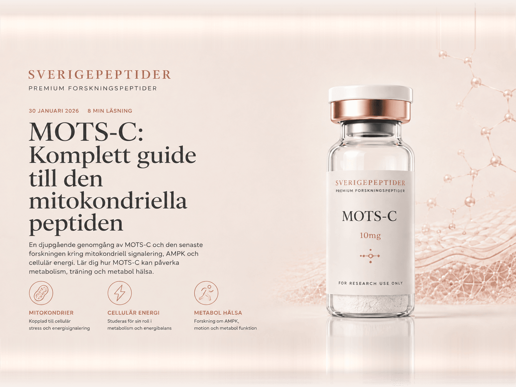 MOTS-c: guide till den mitokondriellt kodade peptiden